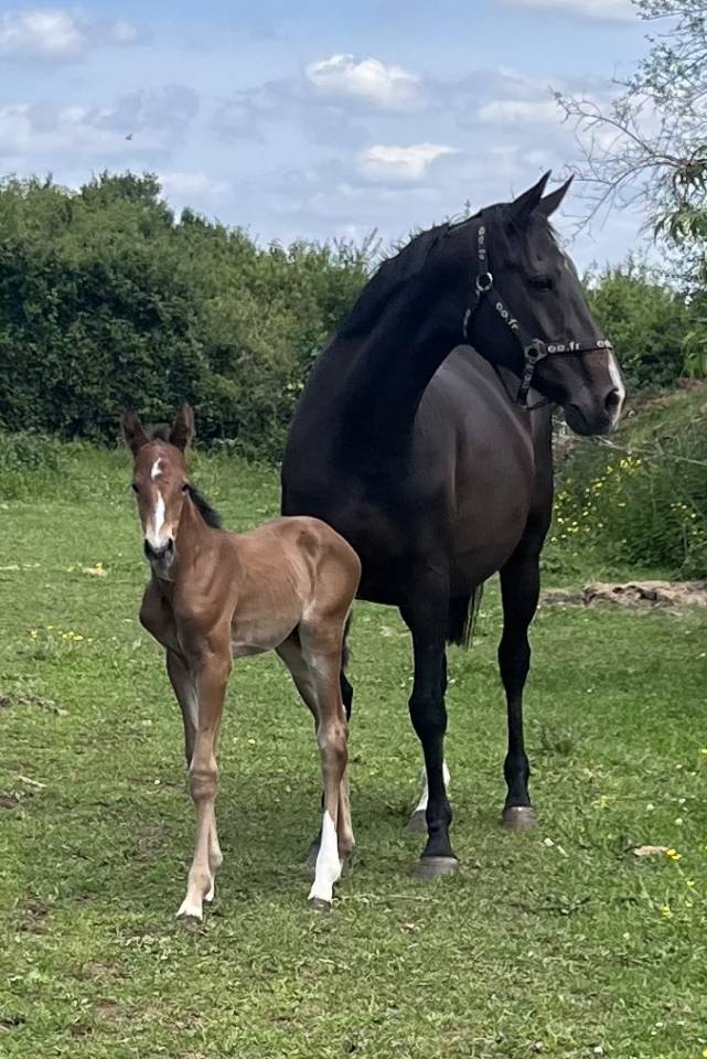 Puledra Sella Francese In vendita 2025 Baio ,  Ermitage kalone