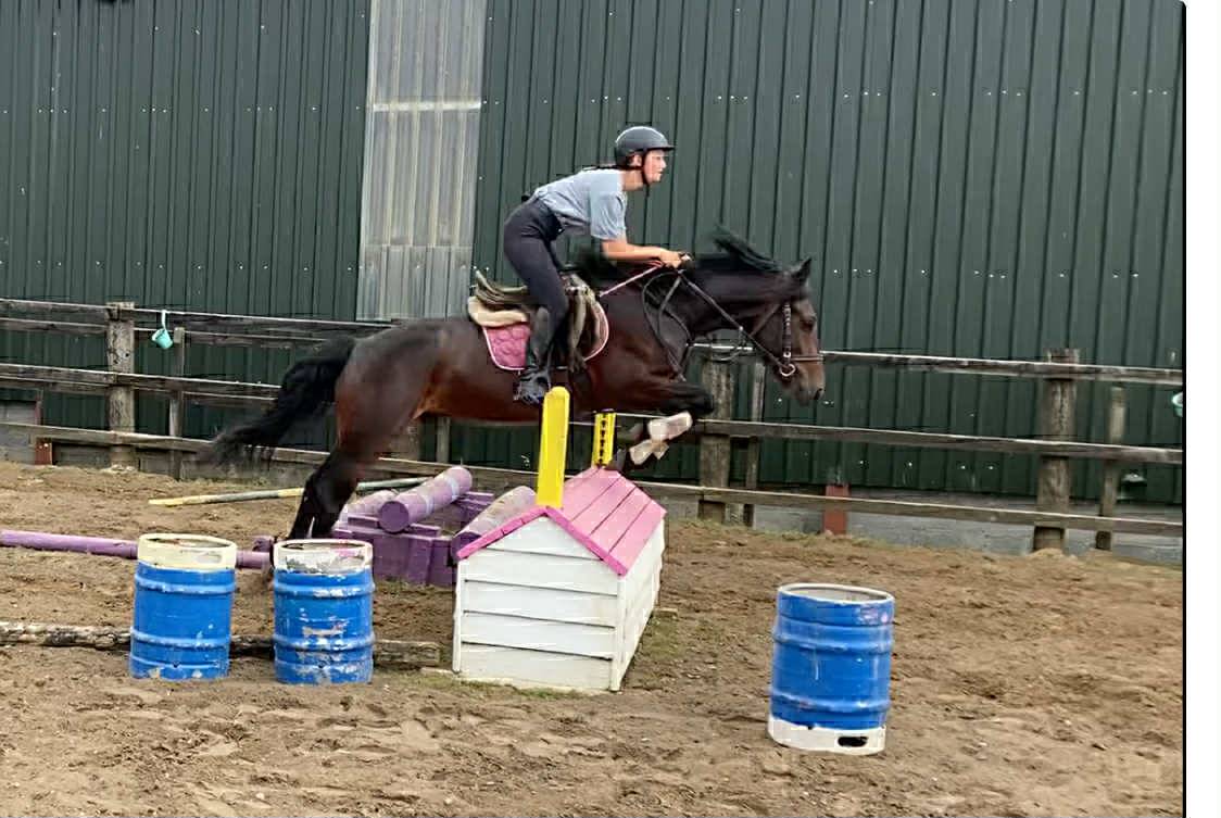 Castrone Connemara In vendita 2021 Grigio