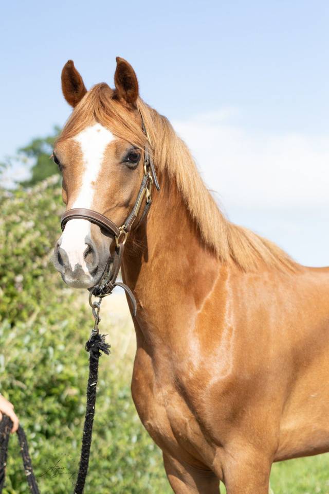 Castrone Welsh Poney (Sezione B) In vendita 2020 Sauro
