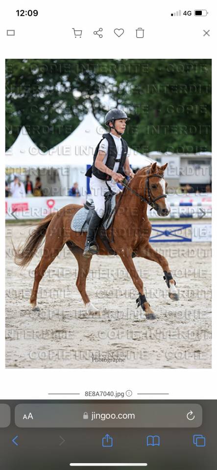 Castrone Welsh Poney (Sezione B) In vendita 2020 Sauro