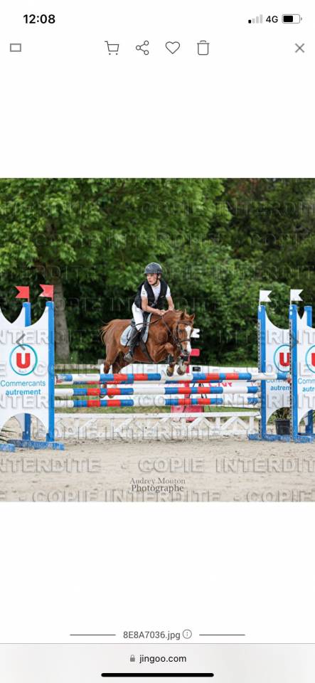 Castrone Welsh Poney (Sezione B) In vendita 2020 Sauro