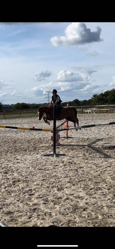 Castrone Welsh Poney (Sezione B) In vendita 2020 Sauro