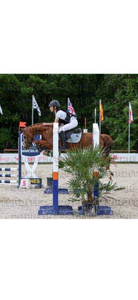 Castrone Welsh Poney (Sezione B) In vendita 2020 Sauro