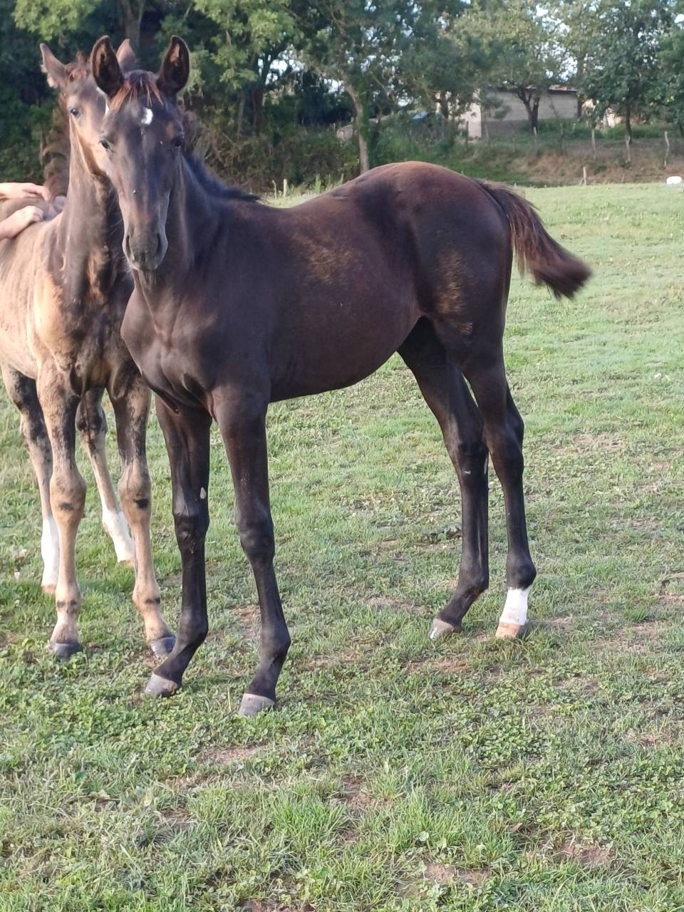 Puledra Sella Francese In vendita 2025 Baio scuro ,  QUALITY DU BOIS MARGOT