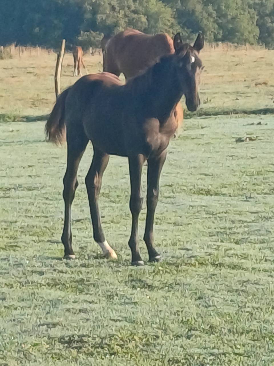 Puledra Sella Francese In vendita 2025 Baio scuro ,  QUALITY DU BOIS MARGOT