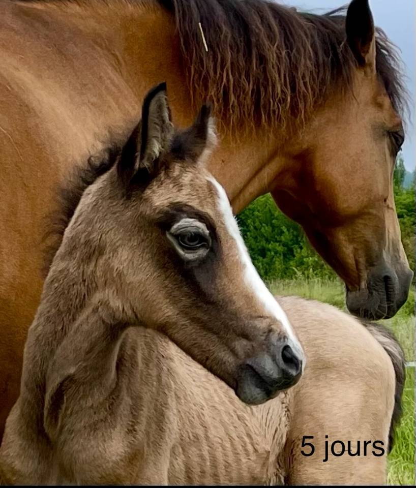 Puledro Connemara In vendita 2025 Grigio ,  Pady Mélody d'Auxence