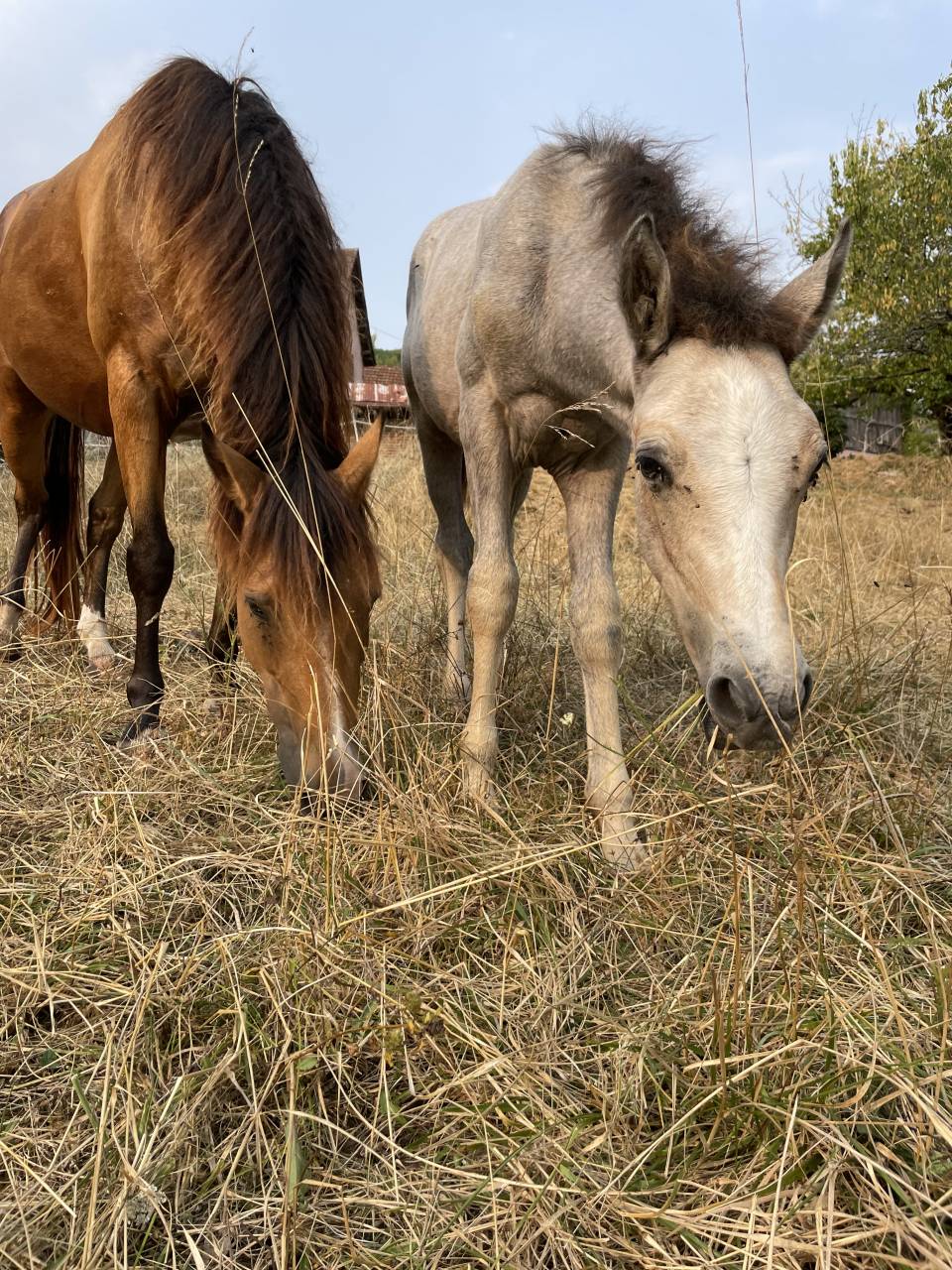Puledro Connemara In vendita 2025 Grigio ,  Pady Mélody d'Auxence