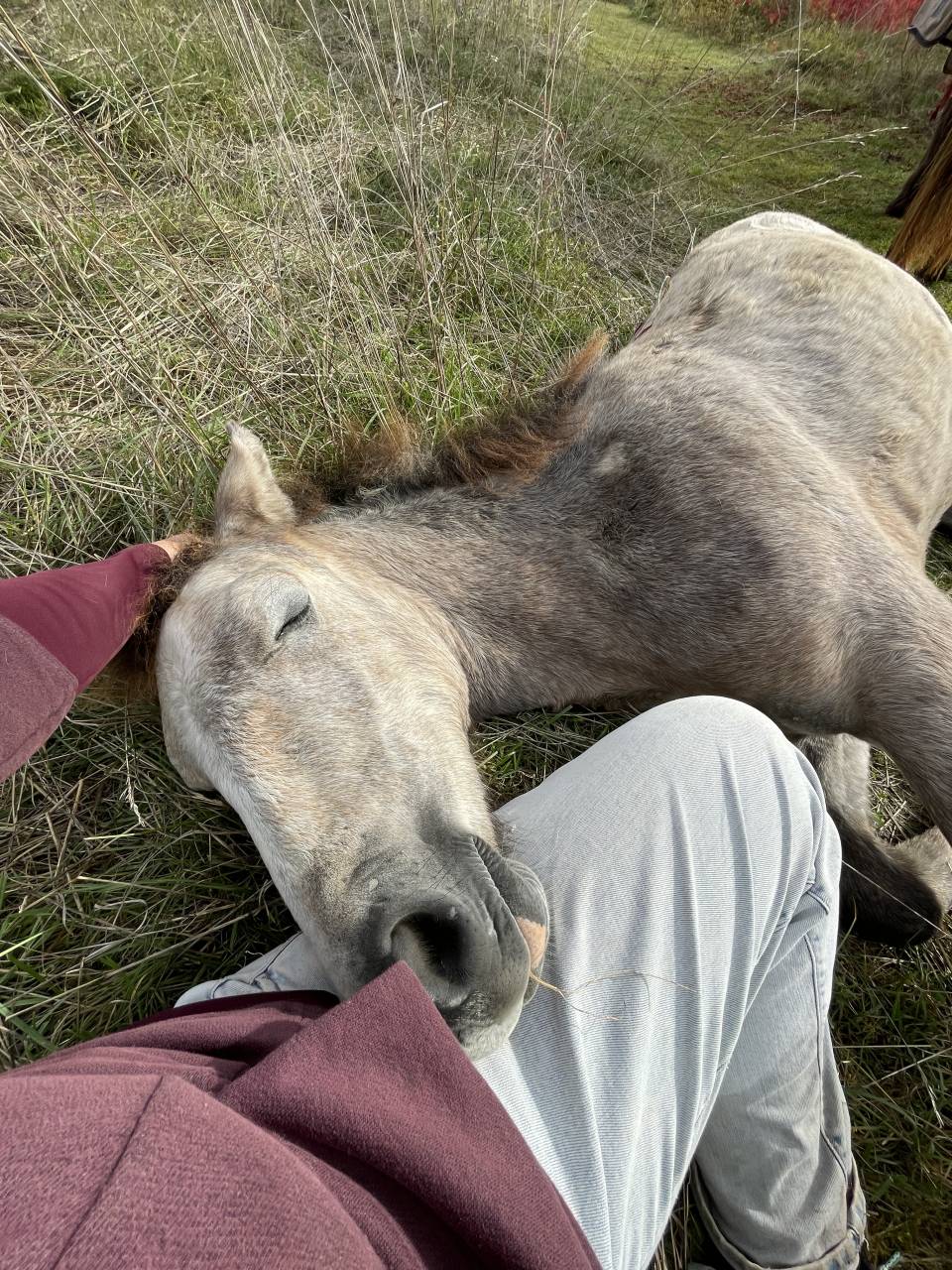 Puledro Connemara In vendita 2025 Grigio ,  Pady Mélody d'Auxence