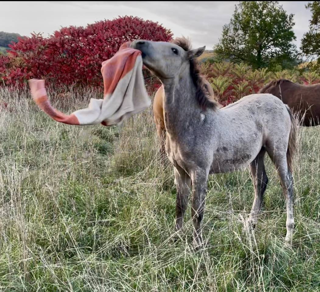 Puledro Connemara In vendita 2025 Grigio ,  Pady Mélody d'Auxence