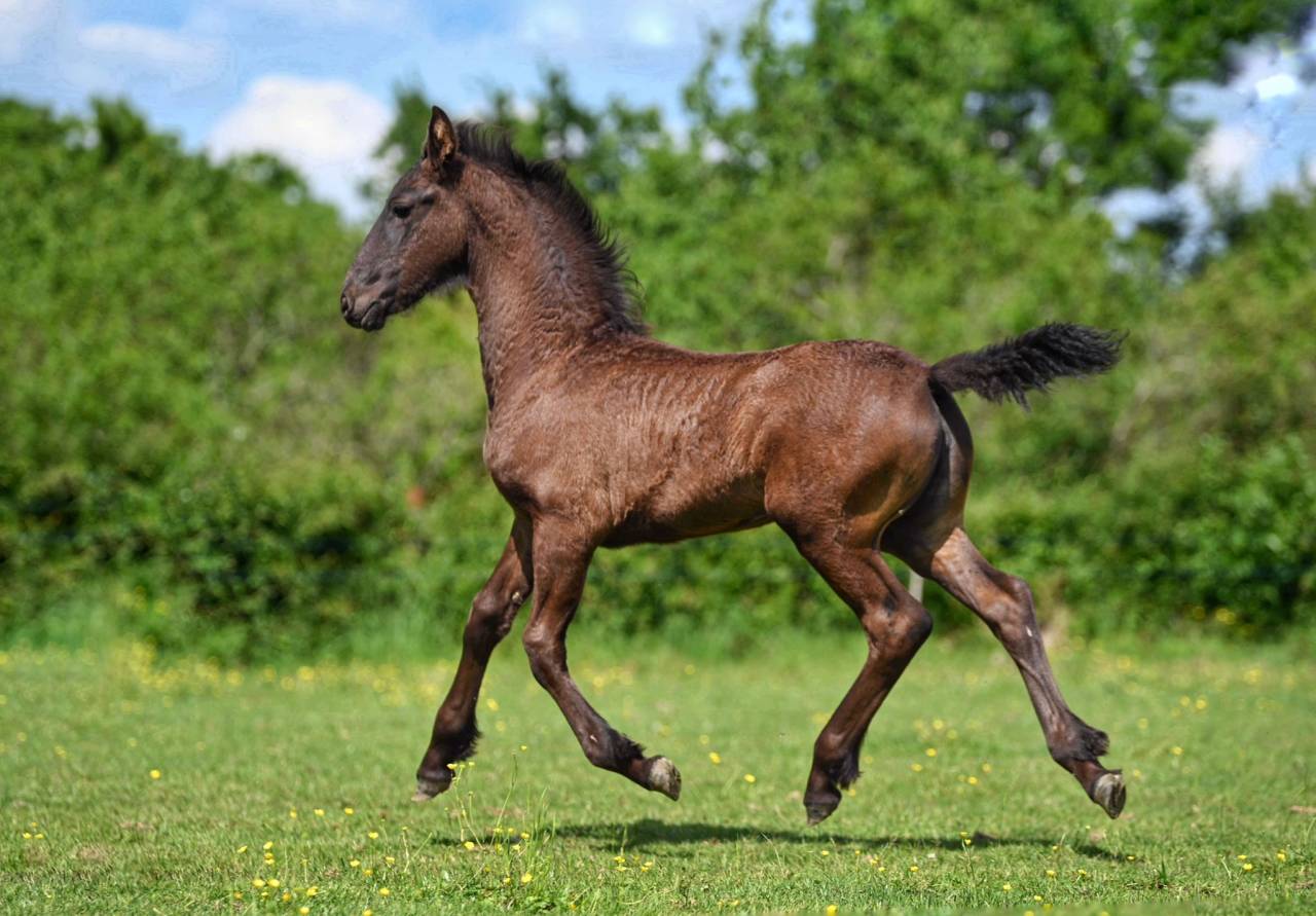 Puledra Frisone In vendita 2025 Nero