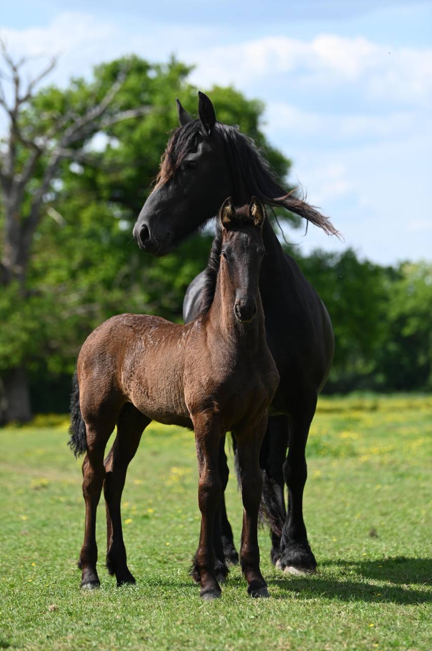 Puledra Frisone In vendita 2025 Nero