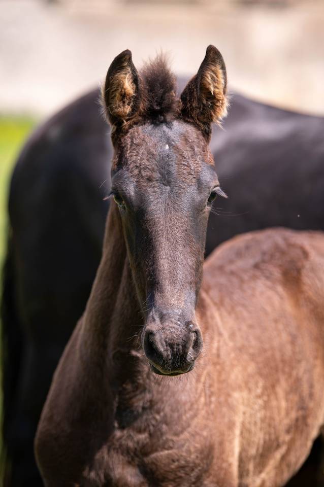 Puledra Frisone In vendita 2025 Nero