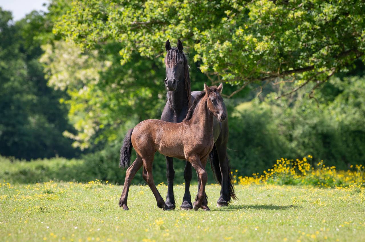 Puledra Frisone In vendita 2025 Nero