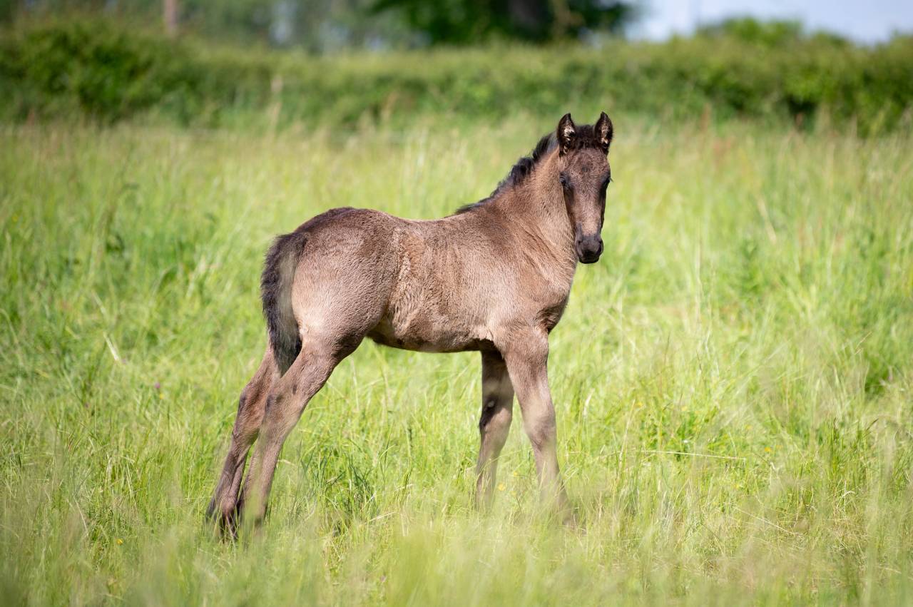 Puledro Frisone In vendita 2025 Nero