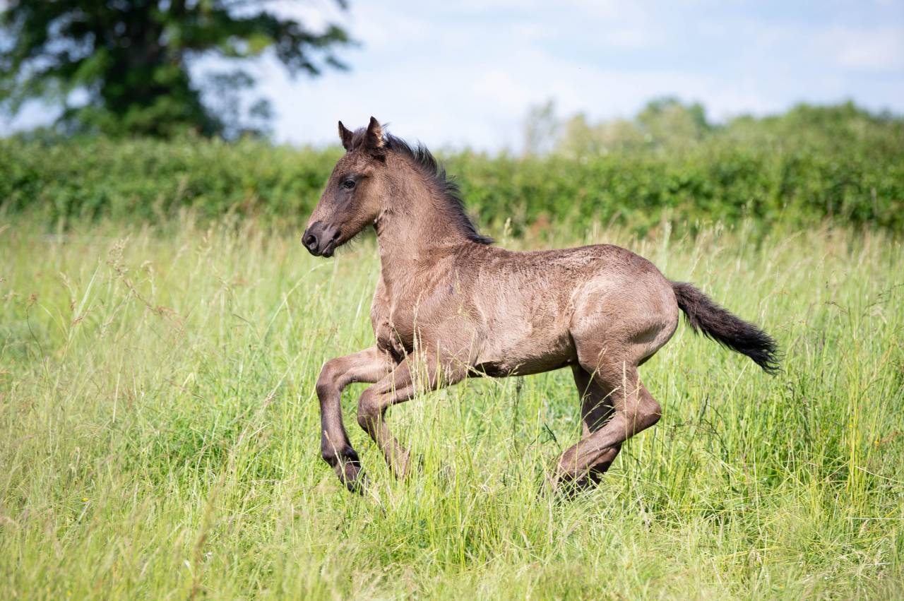 Puledro Frisone In vendita 2025 Nero