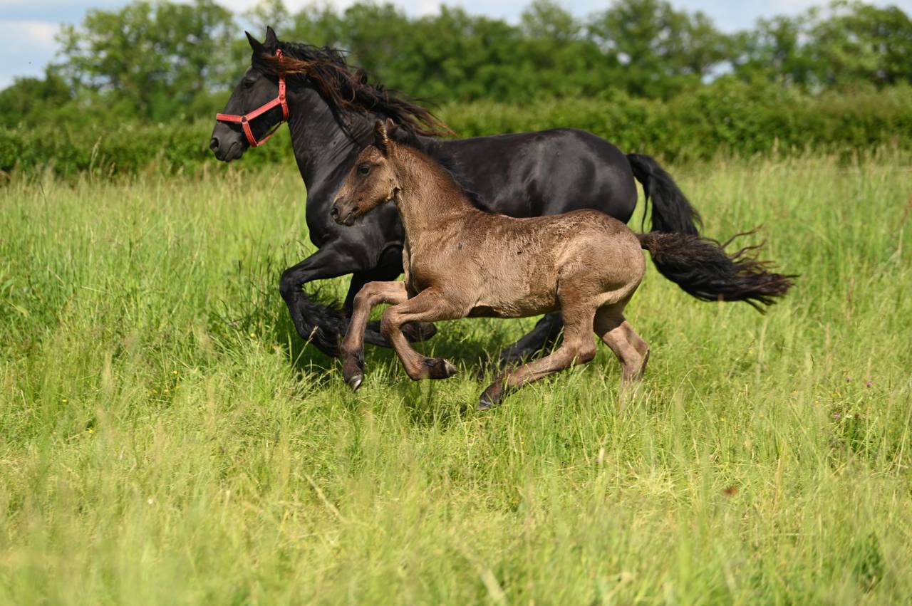Puledro Frisone In vendita 2025 Nero