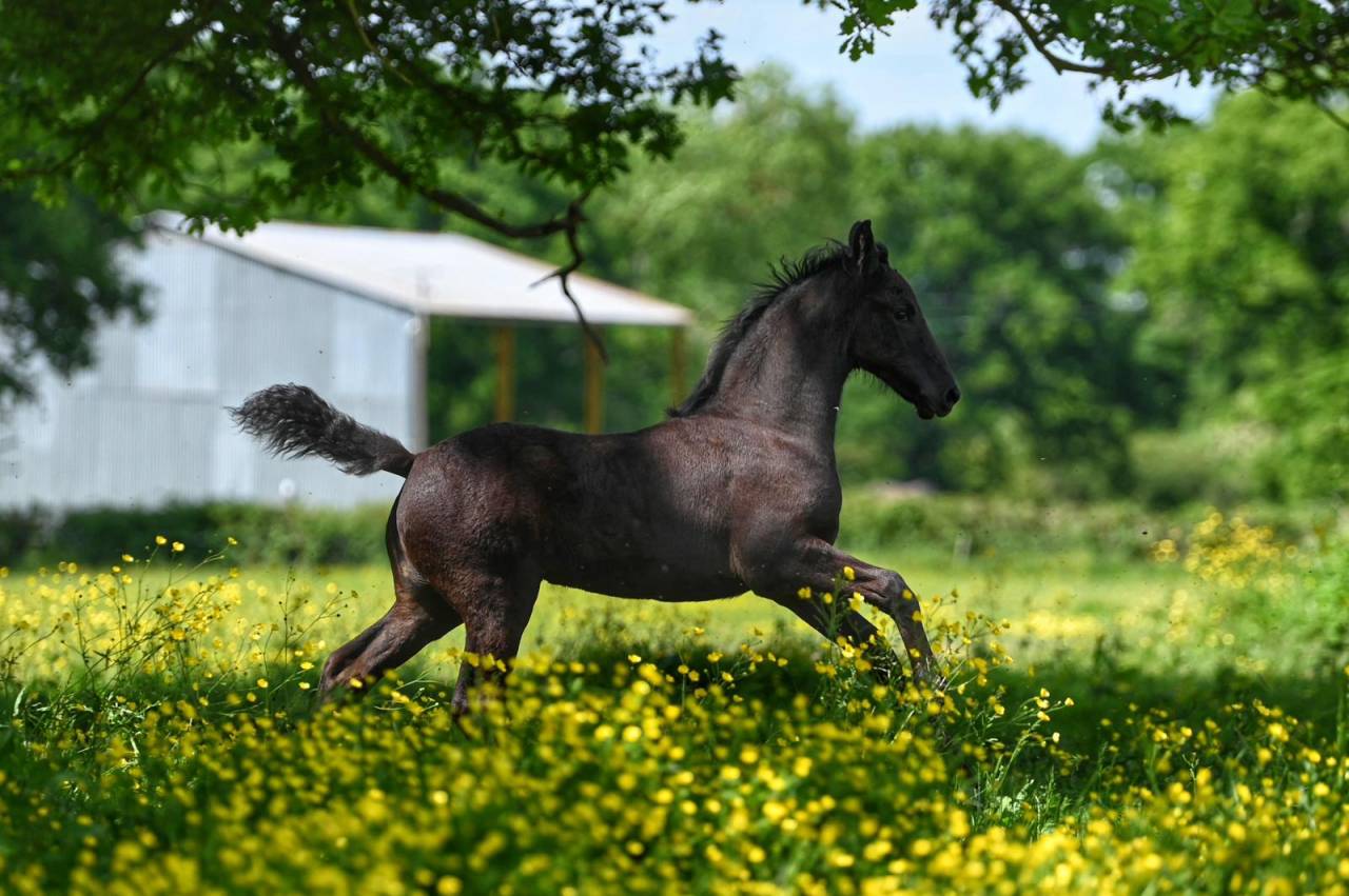 Puledra Frisone In vendita 2025 Nero