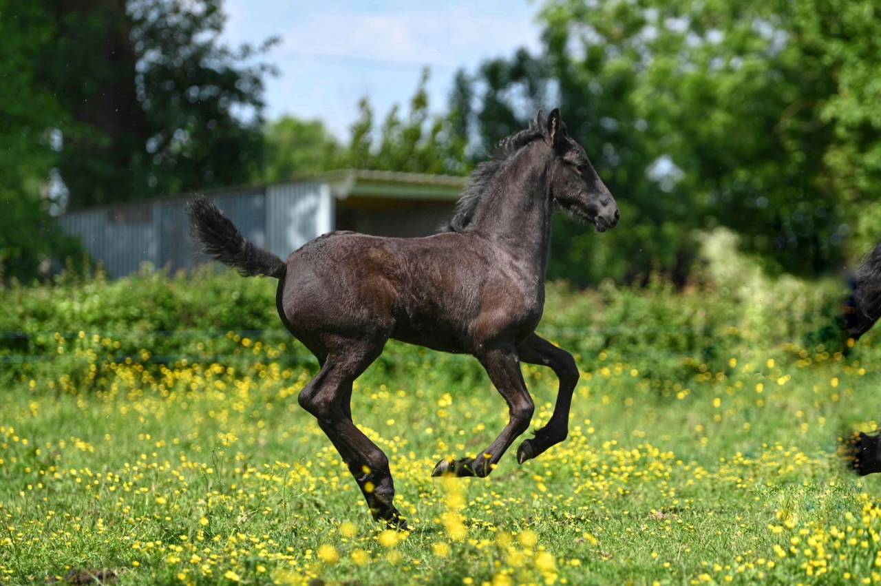 Puledra Frisone In vendita 2025 Nero