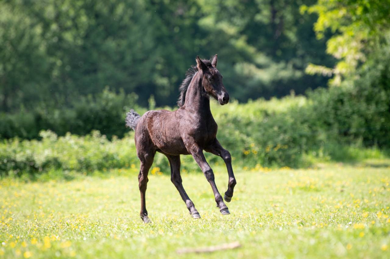 Puledra Frisone In vendita 2025 Nero