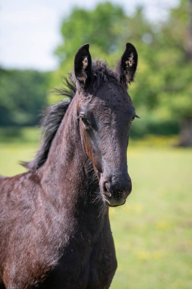 Puledra Frisone In vendita 2025 Nero