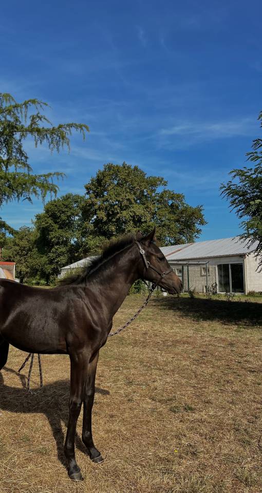 Puledro PFS Pony Francese da Sella In vendita 2025 Baio scuro