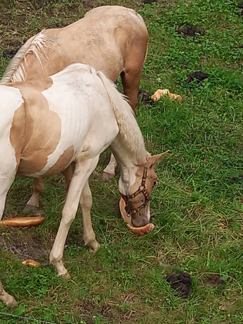 Puledro Palomino (Race) In vendita 2024 Pezzato