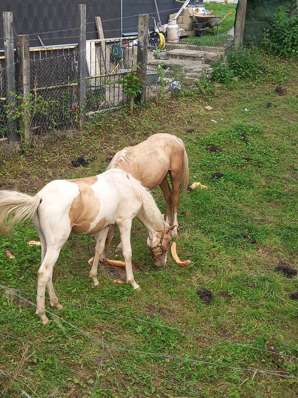 Puledro Palomino (Race) In vendita 2024 Pezzato