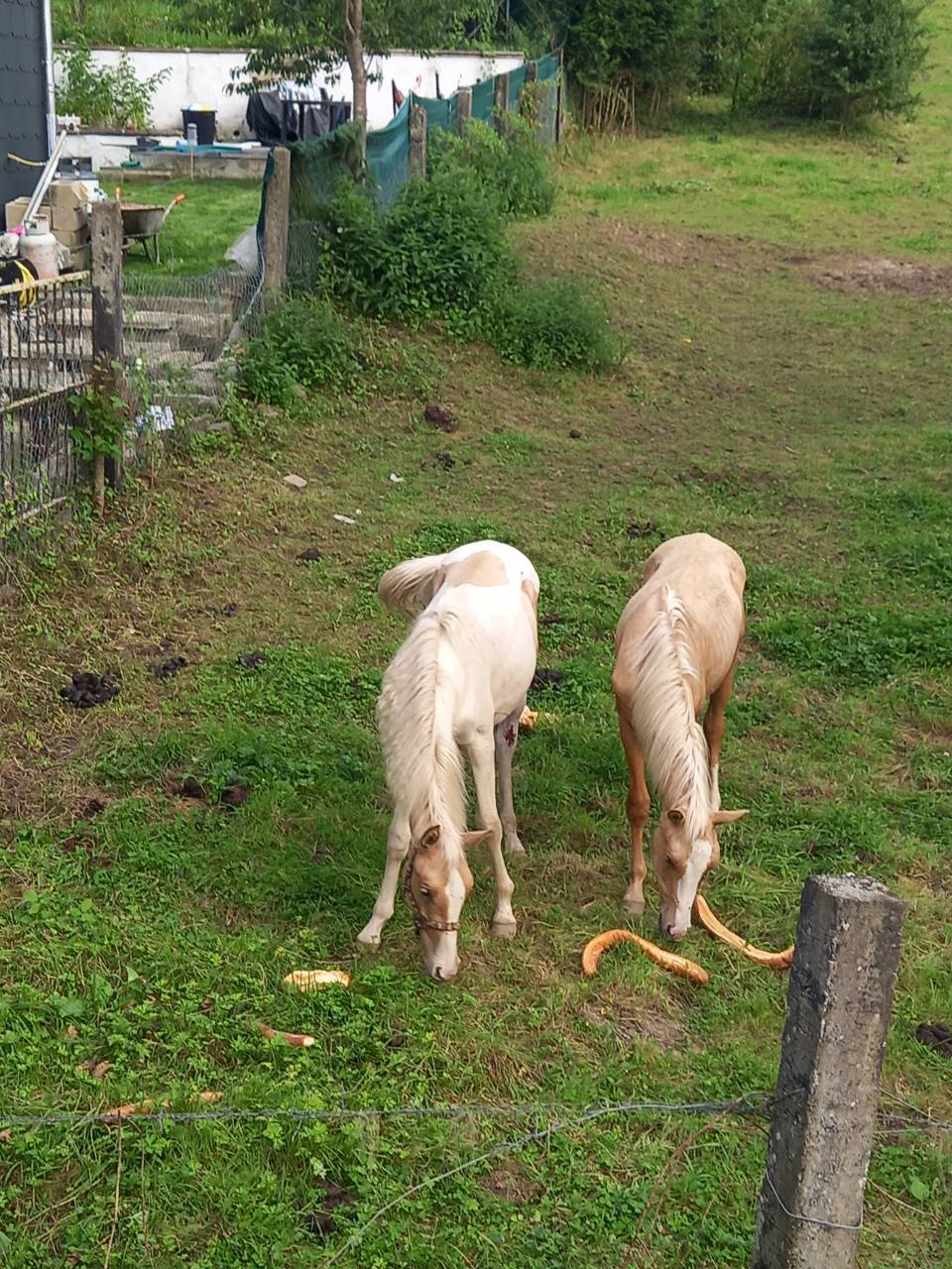 Puledro Palomino (Race) In vendita 2024 Pezzato