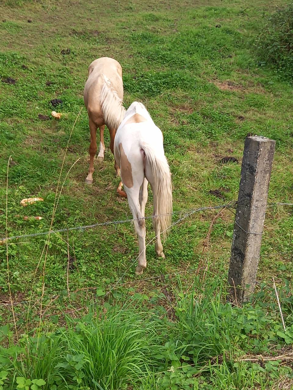 Puledro Palomino (Race) In vendita 2024 Pezzato