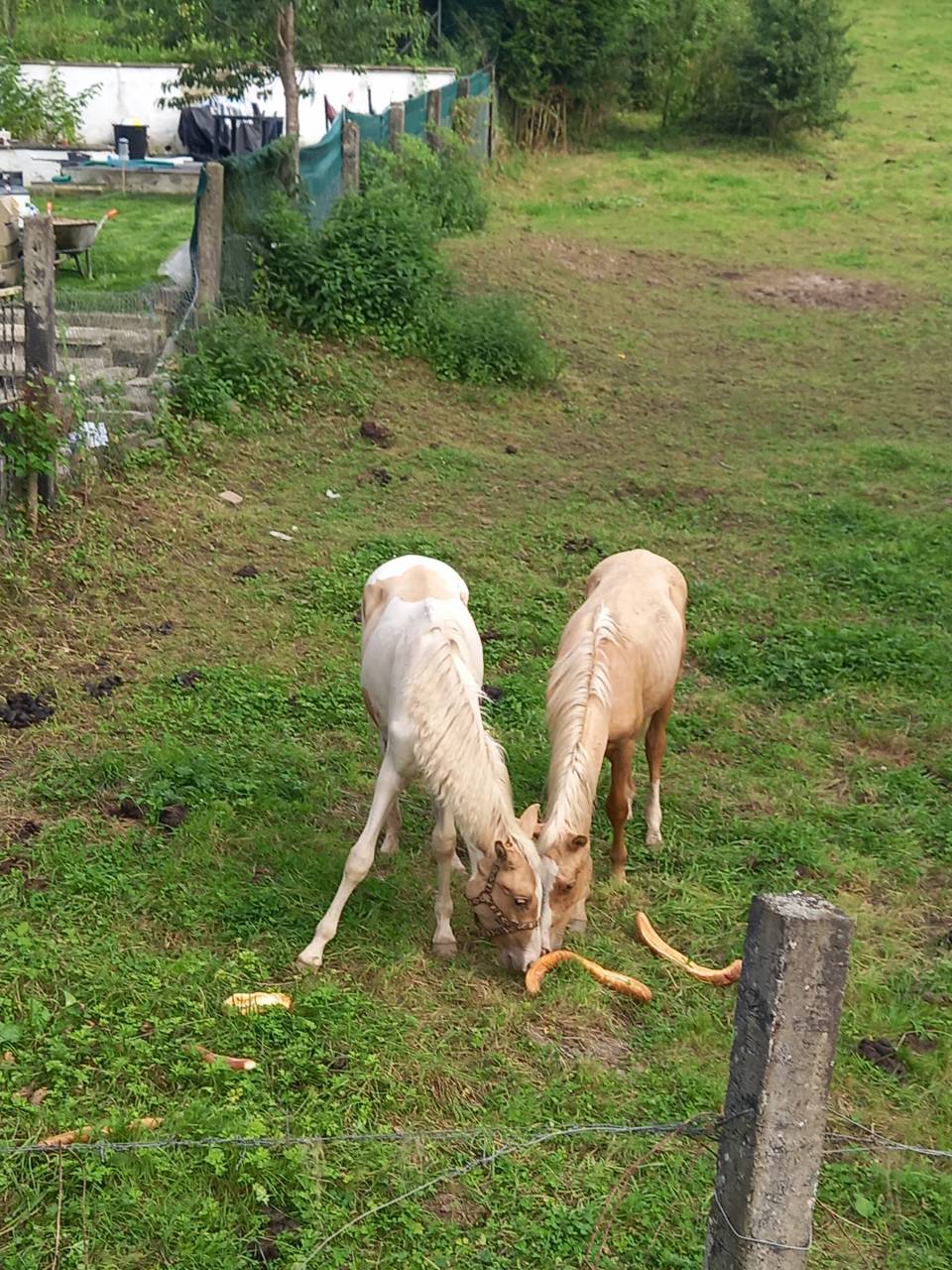 Puledro Palomino (Race) In vendita 2024 Pezzato