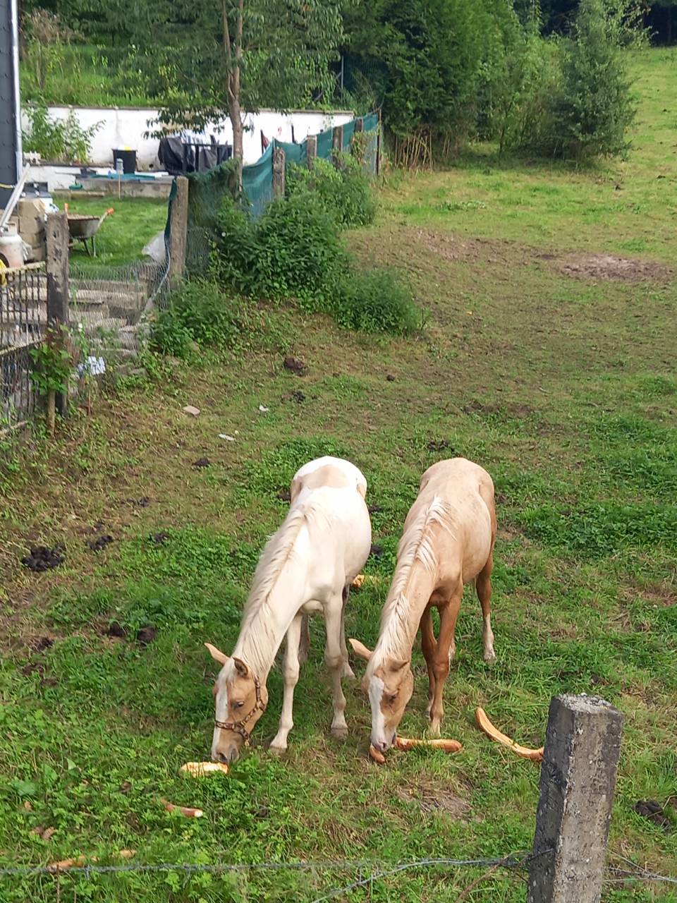 Puledro Palomino (Race) In vendita 2024 Pezzato