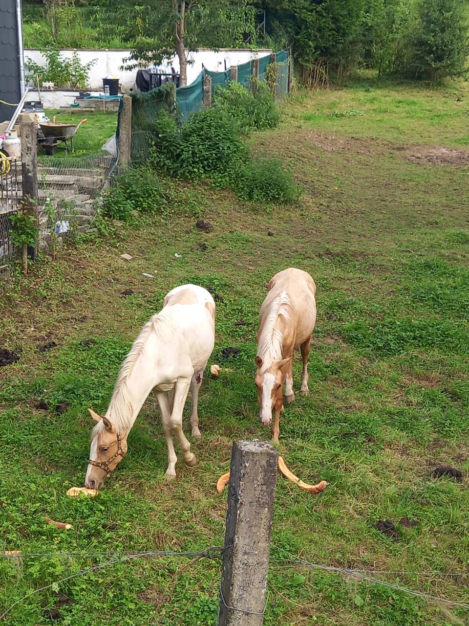 Puledro Palomino (Race) In vendita 2024 Pezzato