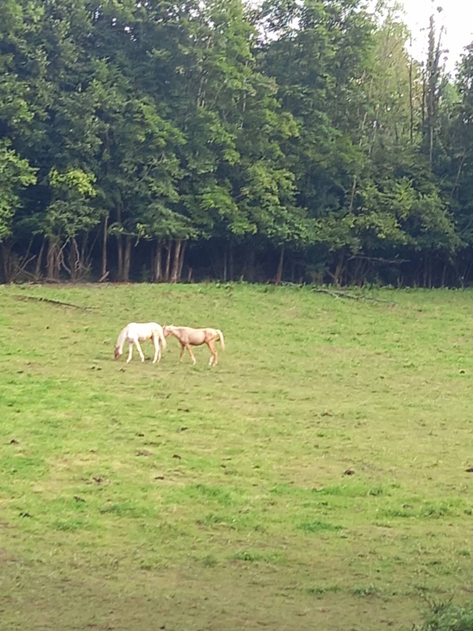 Puledro Palomino (Race) In vendita 2024 Pezzato