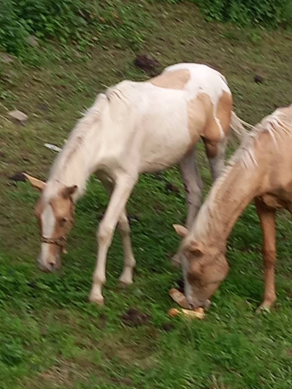 Puledro Palomino (Race) In vendita 2024 Pezzato