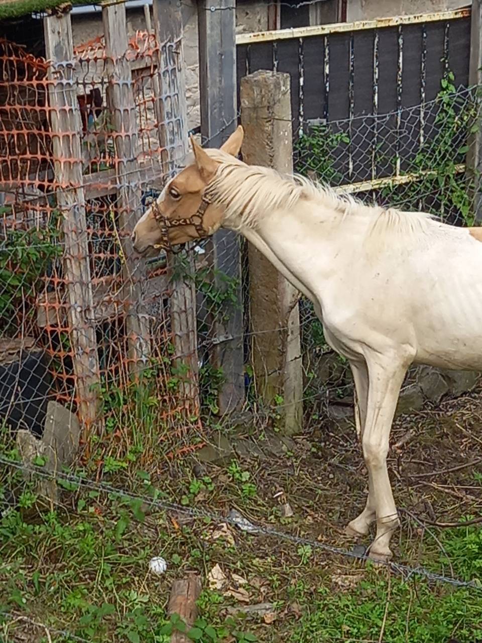 Puledro Palomino (Race) In vendita 2024 Pezzato