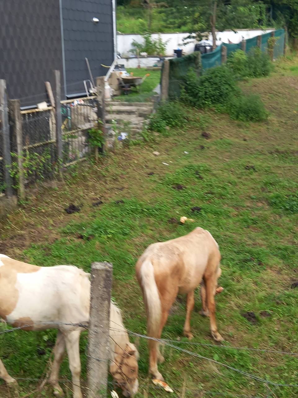 Puledro Palomino (Race) In vendita 2024 Pezzato