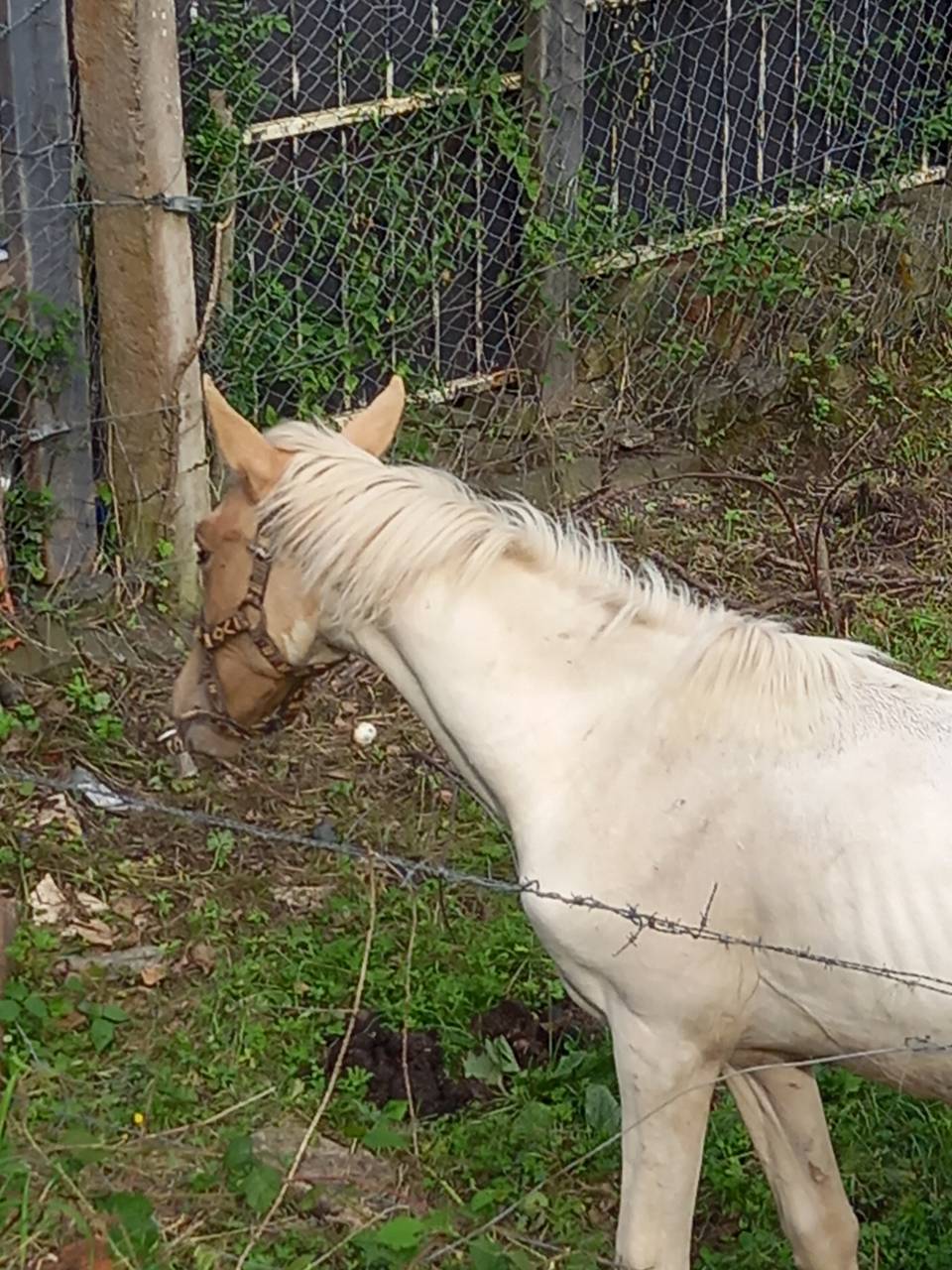 Puledro Palomino (Race) In vendita 2024 Pezzato