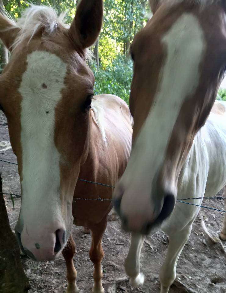 Puledro Palomino (Race) In vendita 2024 Pezzato