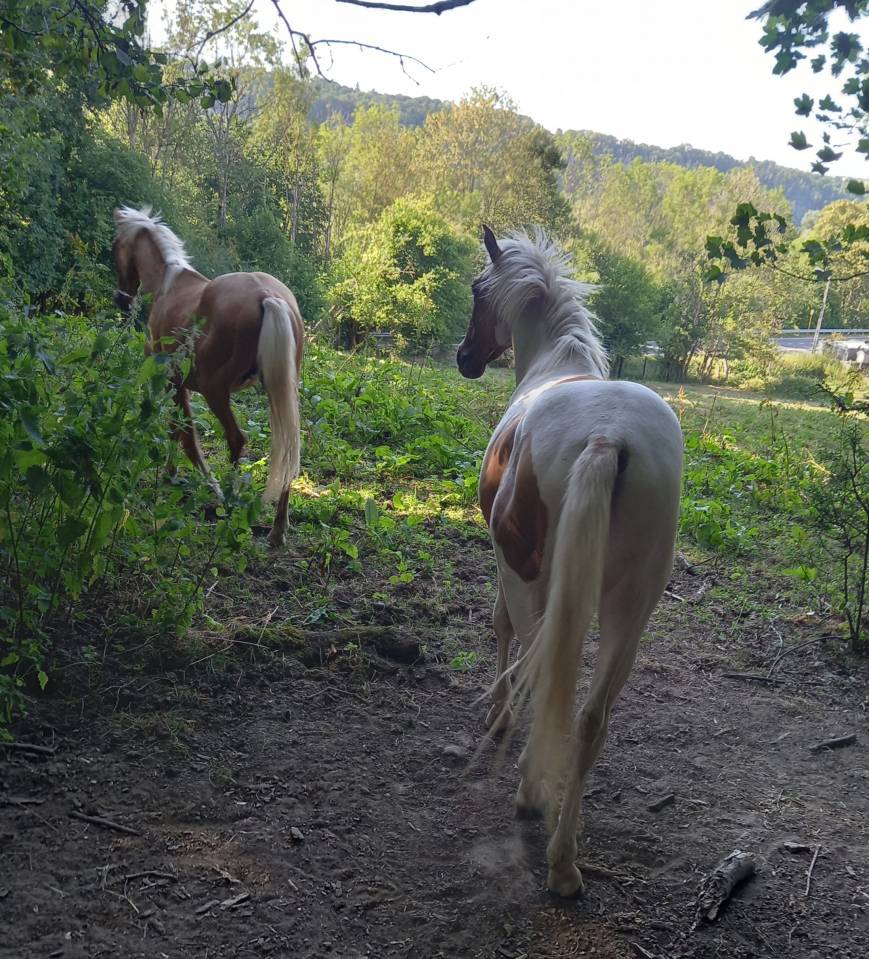 Puledro Palomino (Race) In vendita 2024 Pezzato