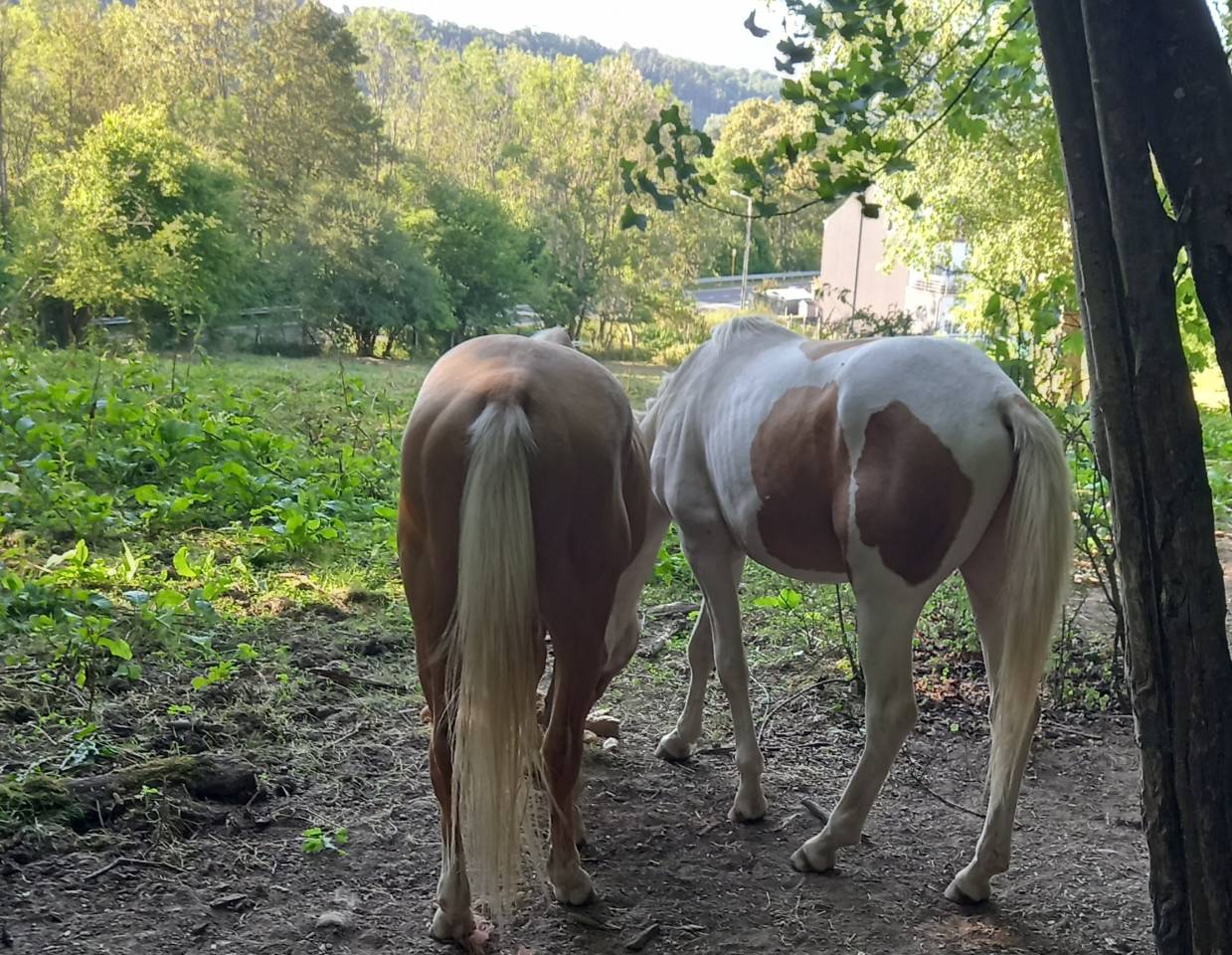 Puledro Palomino (Race) In vendita 2024 Pezzato