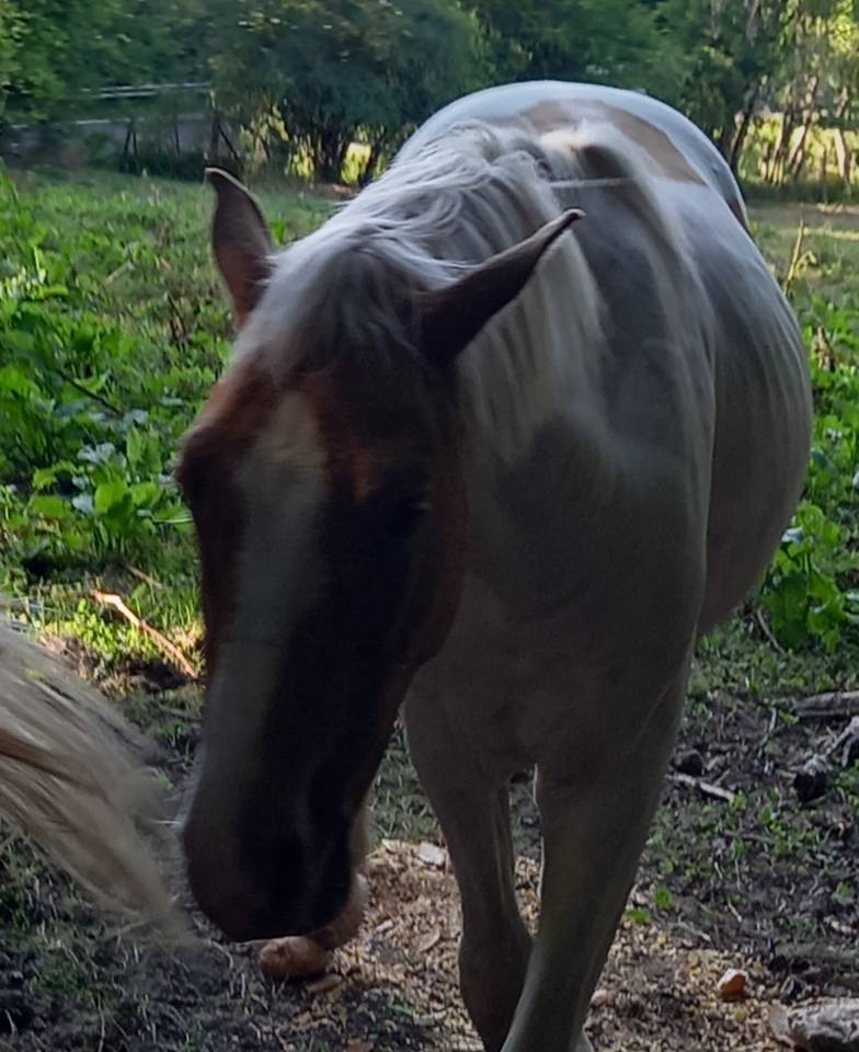 Puledro Palomino (Race) In vendita 2024 Pezzato