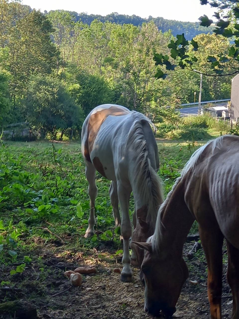 Puledro Palomino (Race) In vendita 2024 Pezzato