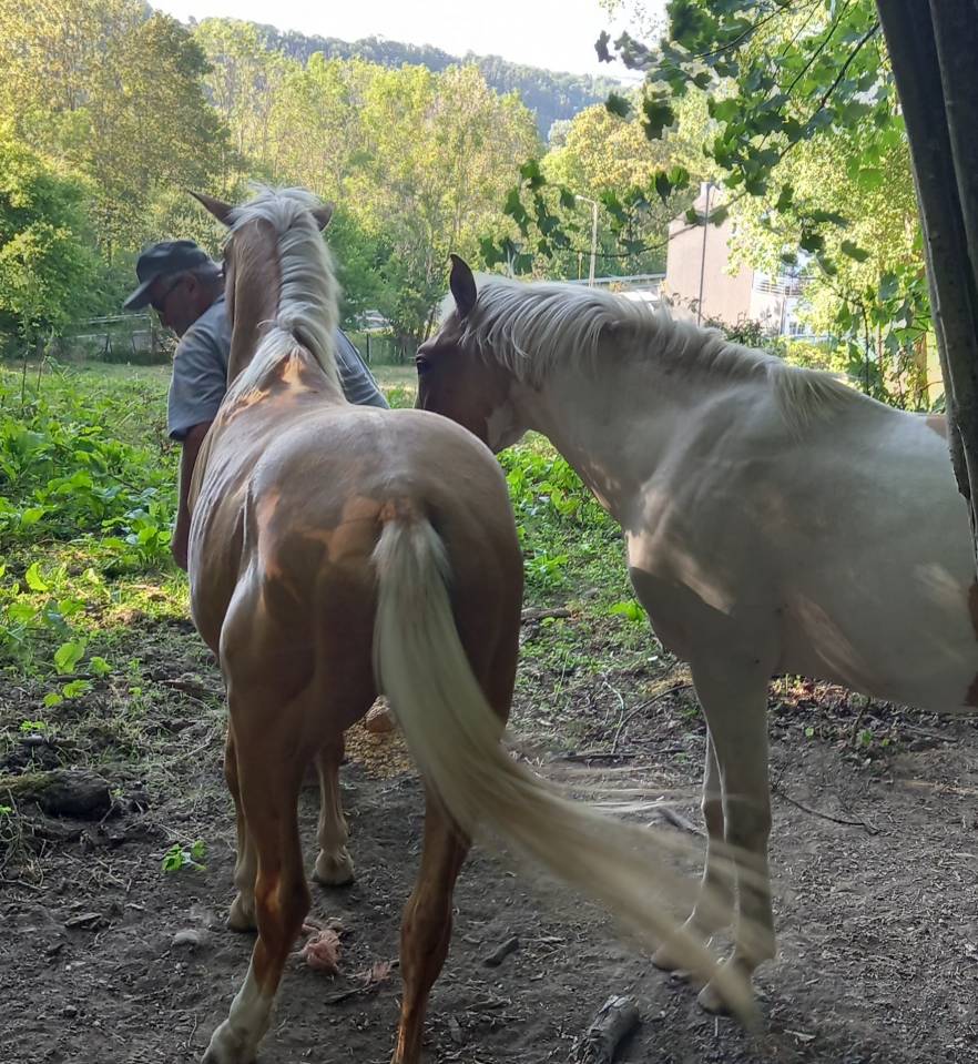 Puledro Palomino (Race) In vendita 2024 Pezzato