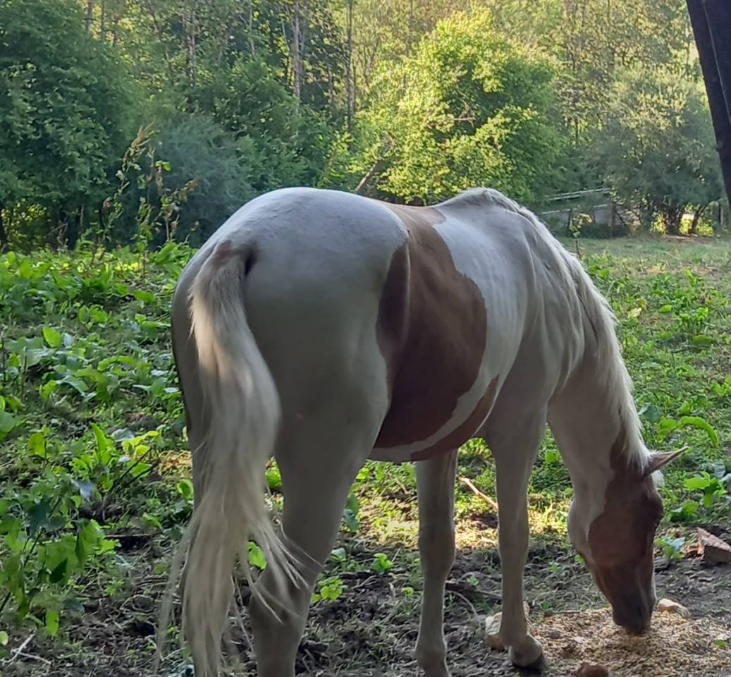 Puledro Palomino (Race) In vendita 2024 Pezzato