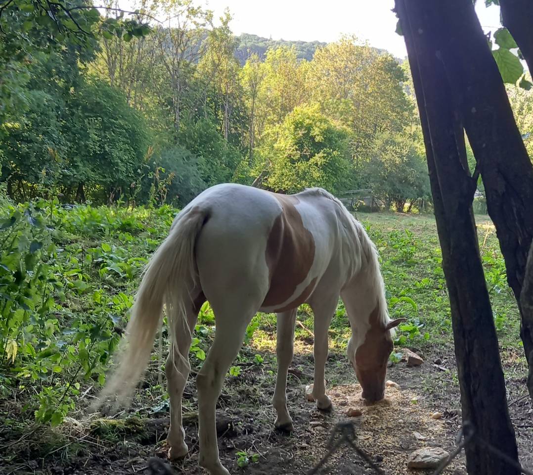 Puledro Palomino (Race) In vendita 2024 Pezzato