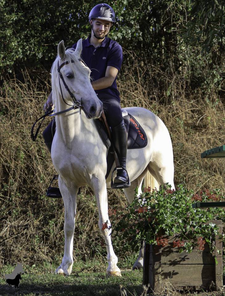 Castrone Welsh Part Bred In vendita 2022 Palomino ,  KEIZERSKROON EDISON