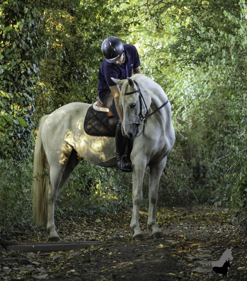 Castrone Welsh Part Bred In vendita 2022 Palomino ,  KEIZERSKROON EDISON