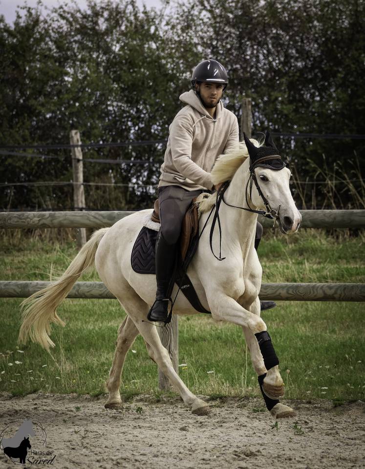 Castrone Welsh Part Bred In vendita 2022 Palomino ,  KEIZERSKROON EDISON