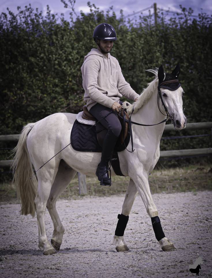 Castrone Welsh Part Bred In vendita 2022 Palomino ,  KEIZERSKROON EDISON