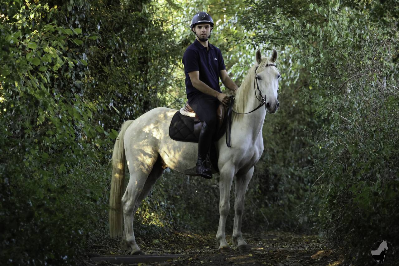 Castrone Welsh Part Bred In vendita 2022 Palomino ,  KEIZERSKROON EDISON